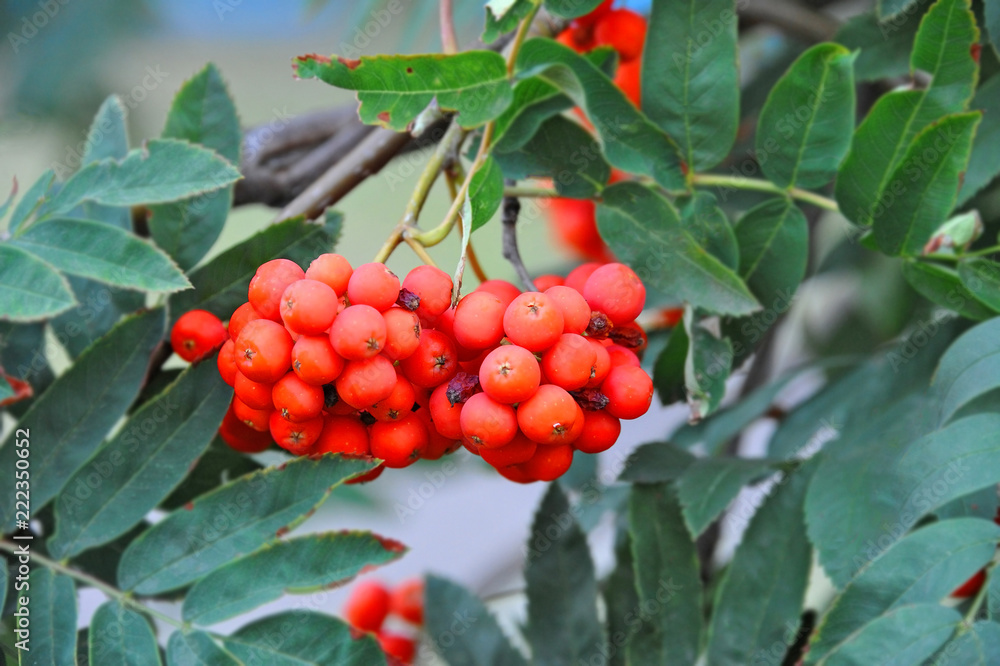 Rowan berries, Mountain ash (Sorbus)