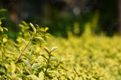 A bush filled with yellow leaves