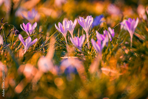 Beautiful spring flowers crocuses shot in the grass with a beautiful blurred background in horizontal perspective photo