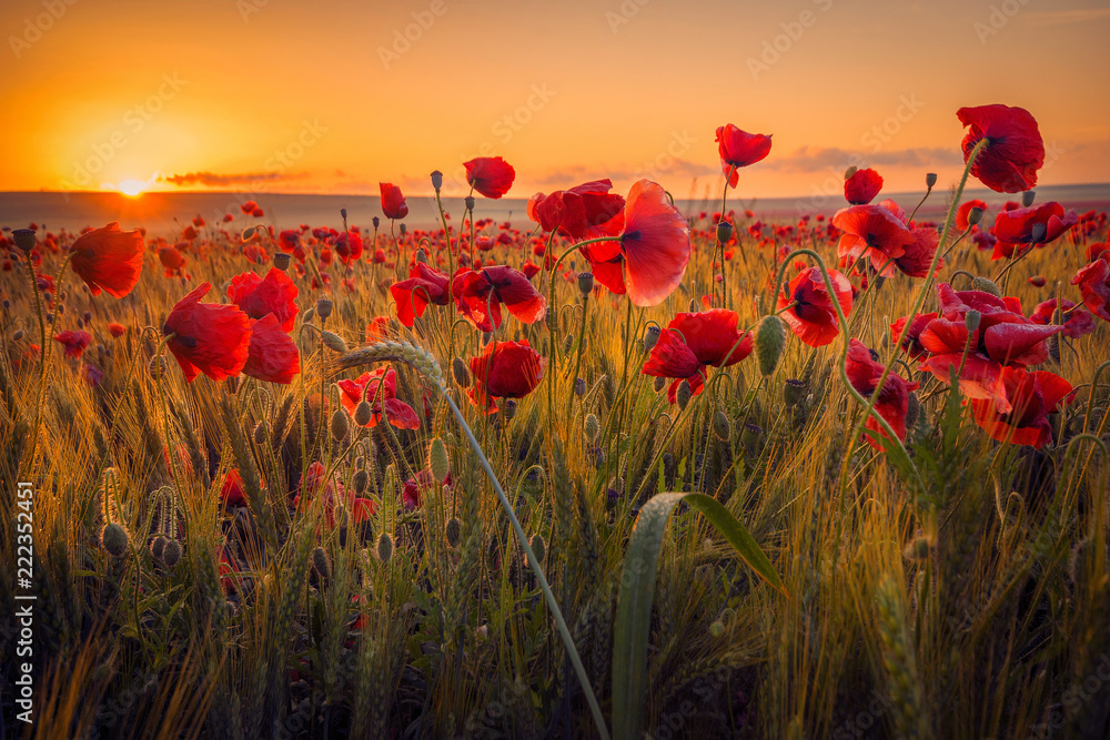 Naklejka premium Zadziwiający piękny mnogość maczki rw polu banatka przy wschodem słońca z rosa kroplami