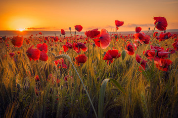 Gartenposter Blumen Erstaunlich schöne Vielzahl von Mohnblumen, die bei Sonnenaufgang auf einem Weizenfeld mit Tautropfen wachsen  © ionutpetrea