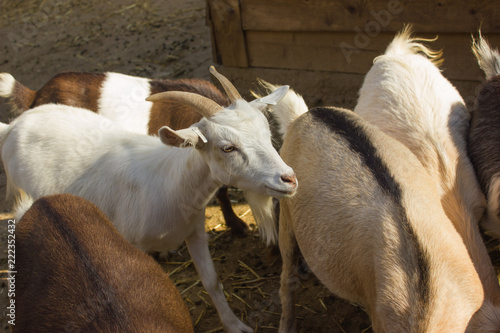 goats graze on green grass
