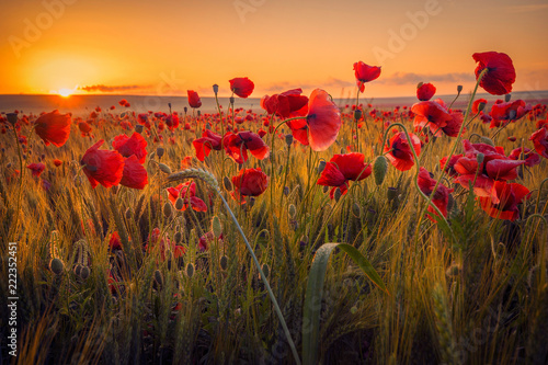 Amazing beautiful multitude of poppies growing in a field of wheat at sunrise wi Fototapet