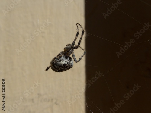 detail ofa spider on its web