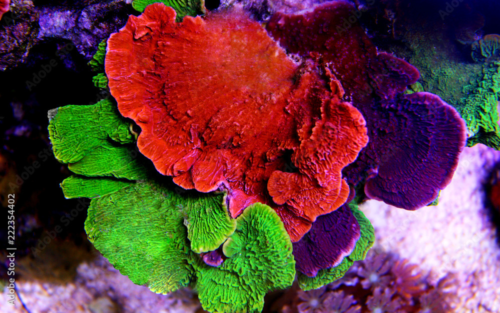 Naklejka premium Montipora kolorowy koral SPS w akwarium Reef