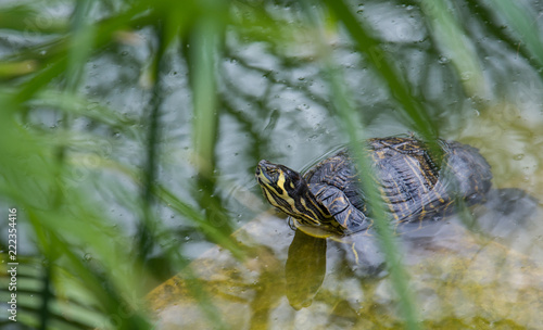 A small turtle in green pond water framed by grass stems