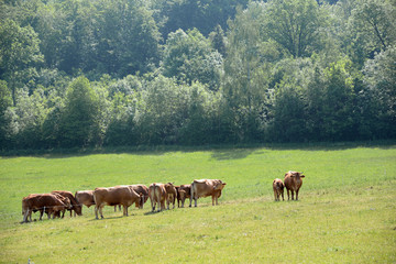 Crédence de cuisine  Kuhherde  © Fotolyse