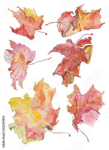 autumn leaves isolated on white background photo