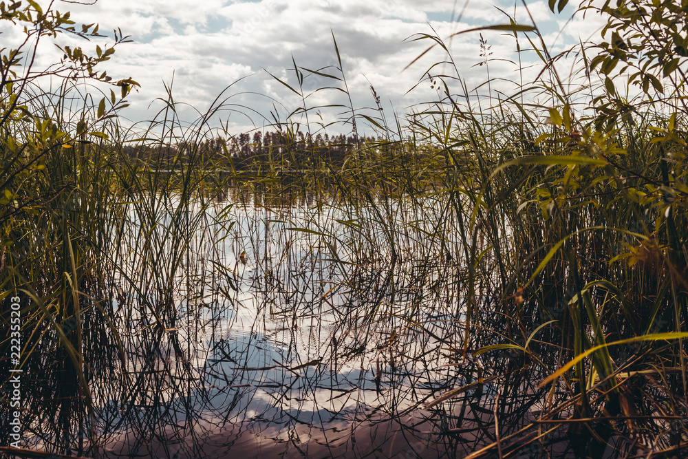 Reed beds in the water on a sunny day Reed beds in the water on a sunny day