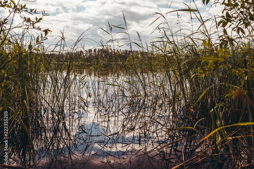 Wallpaper Mural Reed beds in the water on a sunny day Torontodigital.ca