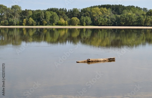 Bois flottant sur le fleuve Loire