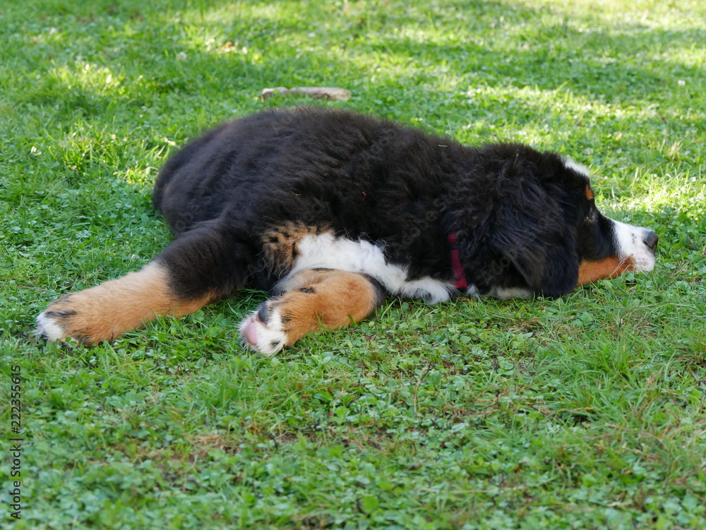 Fototapeta premium Berner Sennenhund