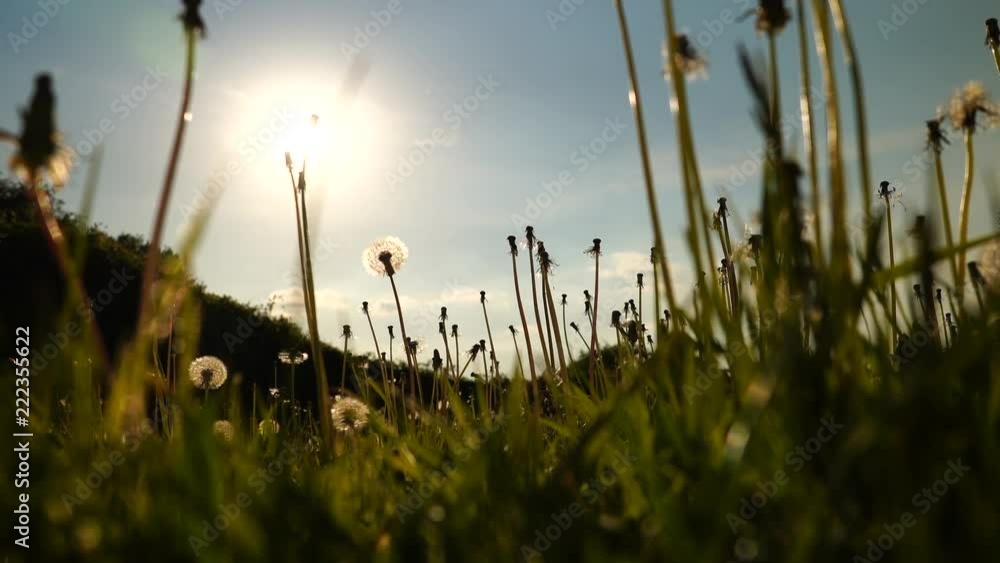 meadow with dandelions in backlight from a frog perspective meadow with dandelions in backlight from a frog perspective