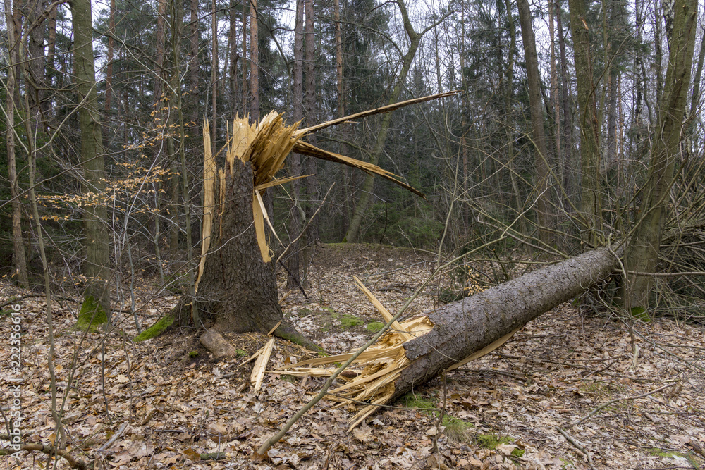 Storm damage. Toppled trees in the forest after a storm. Storm damage. Toppled trees in the forest after a storm.