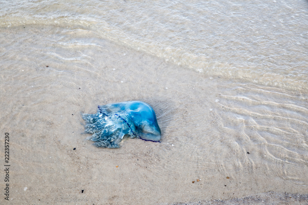 Naklejka premium Blaue Nesselqualle