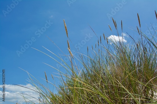Ocean landscape with beach sea view, sand dune and grass, blue sky with clouds