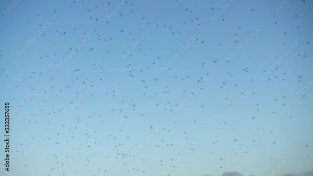 Midges in the sky. Slow motion. Midges in the sky. Slow motion.