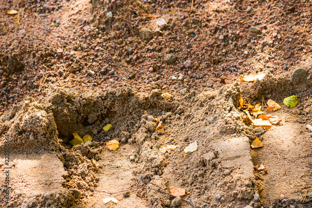 Traces of transport in construction sand with autumn leaves Traces of transport in construction sand with autumn leaves