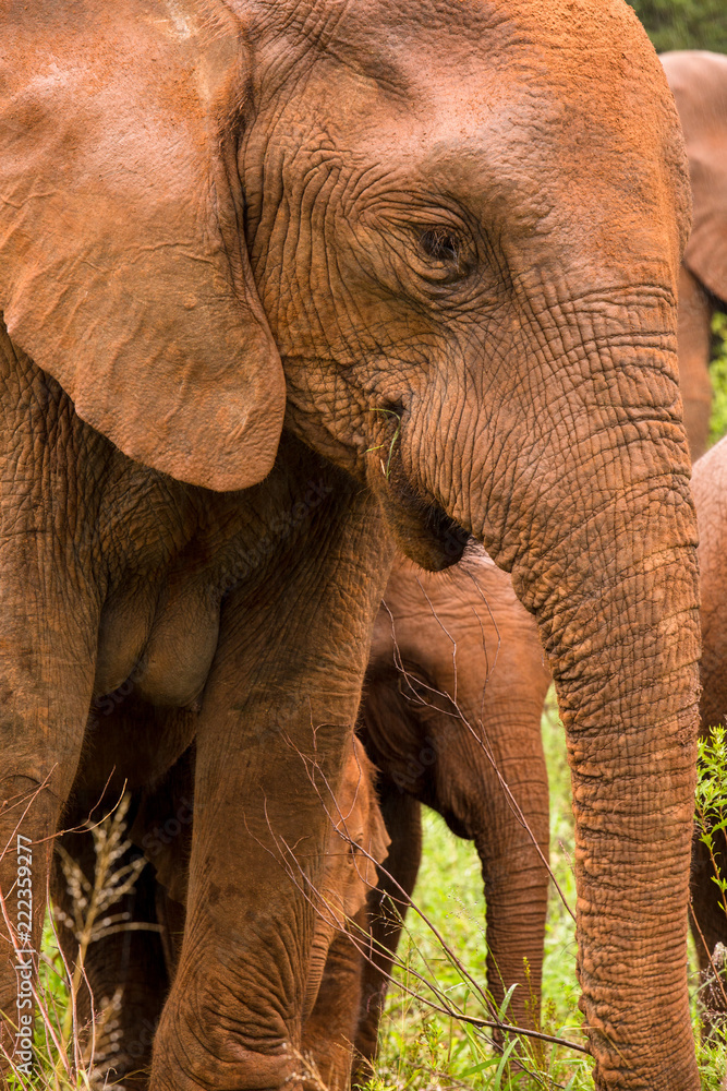 Obraz premium Baby and Mommy Elephant