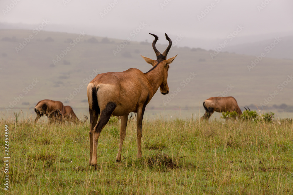 Eland Standing Eland Standing