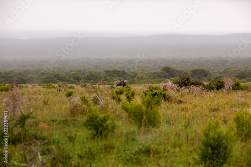 Eland in a Landscape