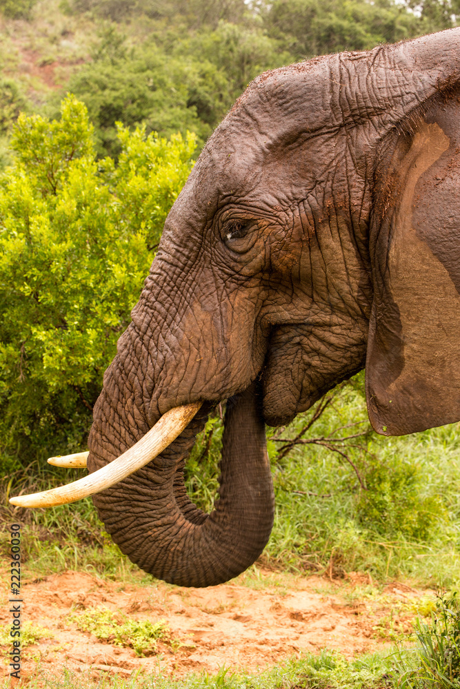 Obraz premium Elephant Eating with Trunk