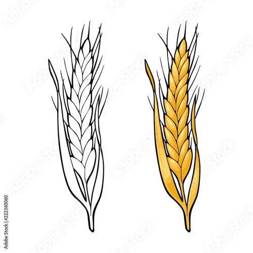 Ear of wheat. Vector vintage color and monochrome illustration.