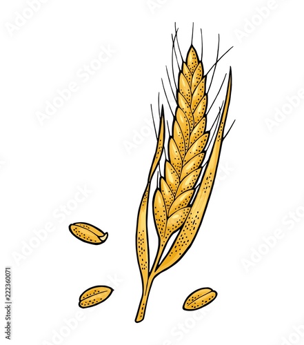 Ear of wheat. Vector vintage color and monochrome illustration.