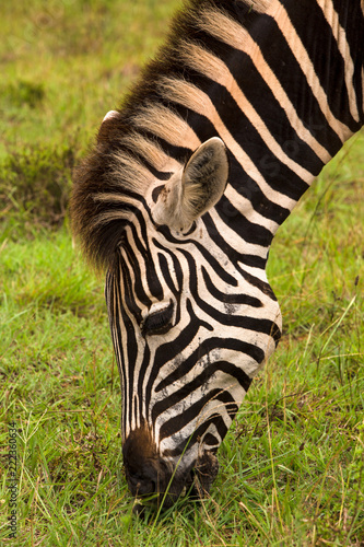 Zebra s Head