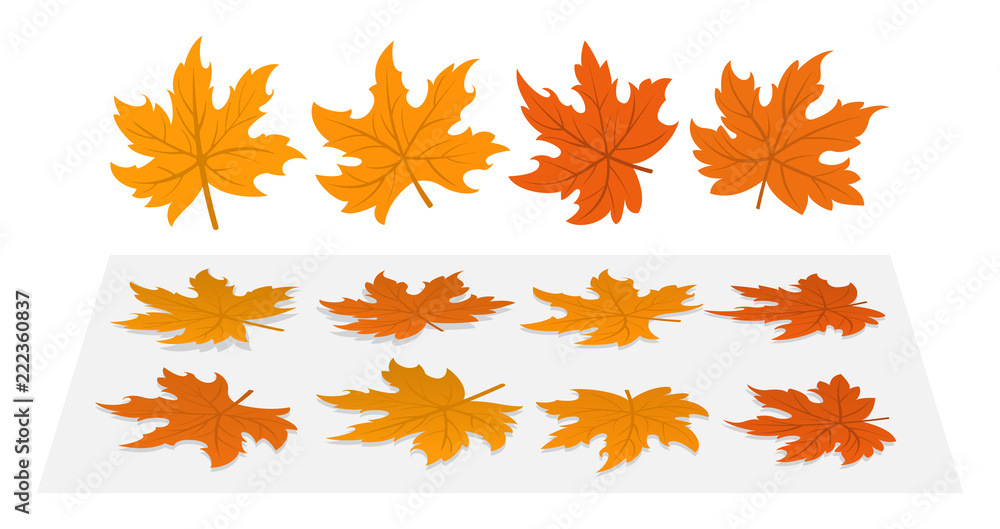 Set of maple leaves Set of maple leaves