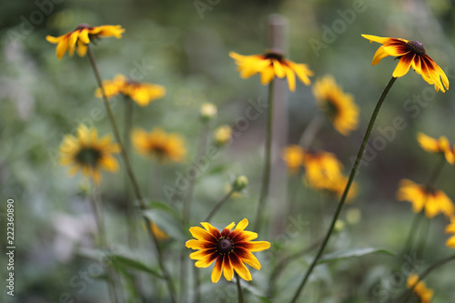 The head of the plant rudbeckia with yellow petals and bordea center