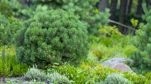 Cultivar dwarf mountain pine Pinus mugo var. pumilio in the rocky garden