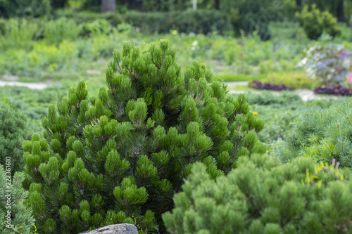 Cultivar dwarf mountain pine Pinus mugo var. pumilio in the rocky garden photo