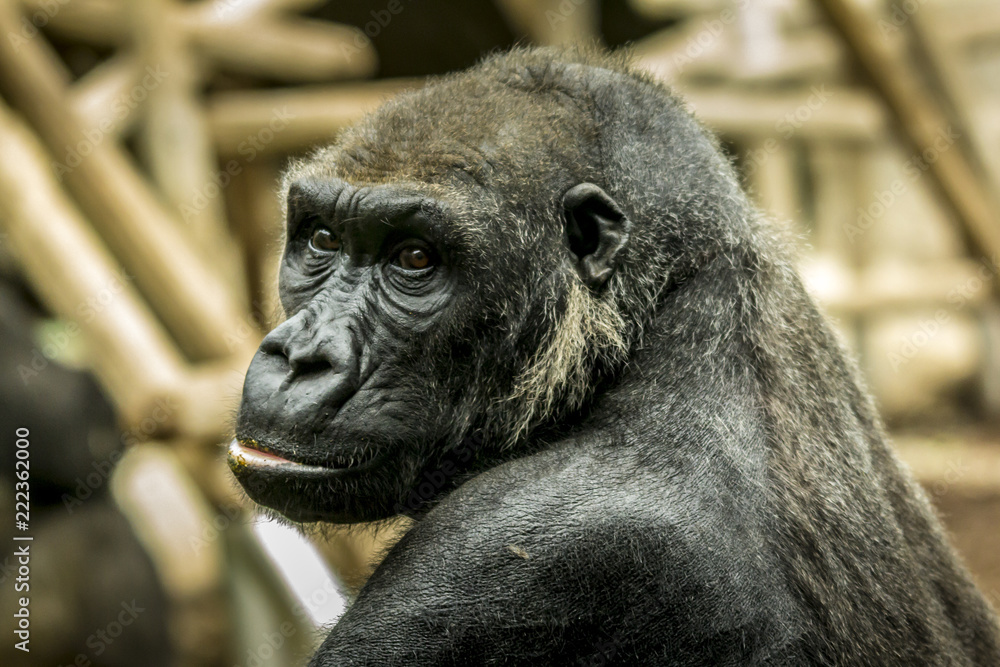 Gorilla ape thinking about the future Gorilla ape thinking about the future