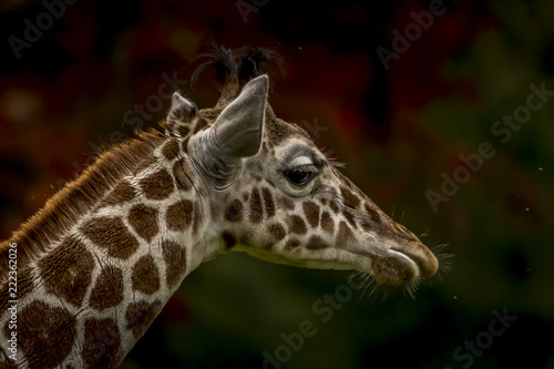Canvas Print Giraffe closeup head.