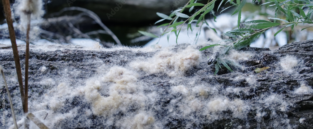 Fototapeta premium Fluffy White Plant Seeds by a Pond in Rusovce, Bratislava, Slovakia