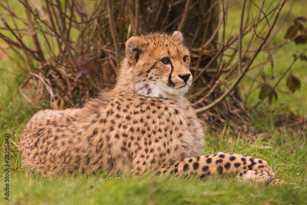 Safaripark Safaripark