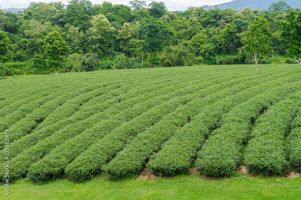 Green tea leaves in a tea plantation 