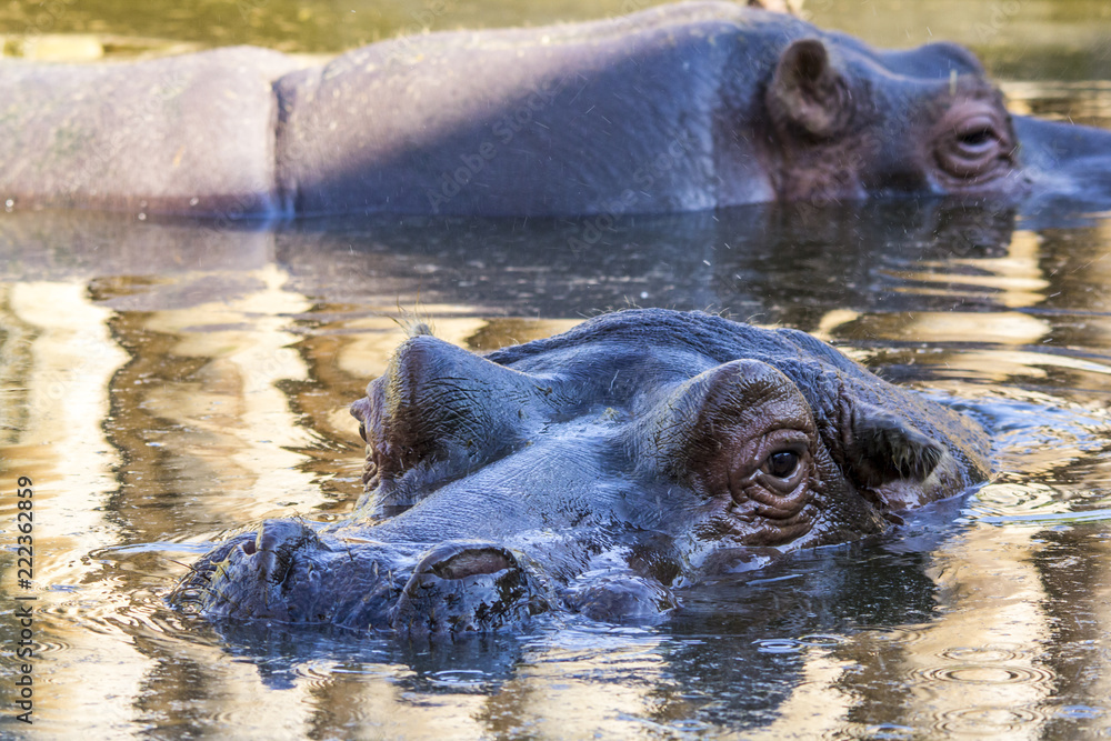 hippos in water