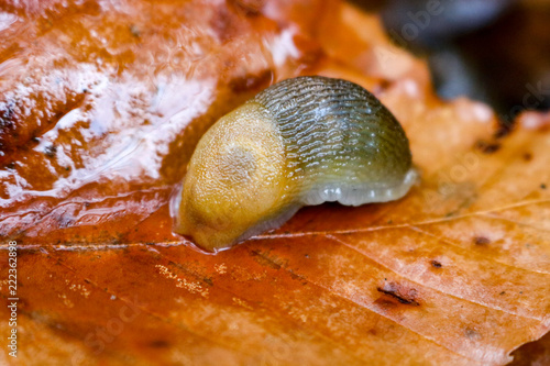Foto A slug on a wet leaf during the autumn