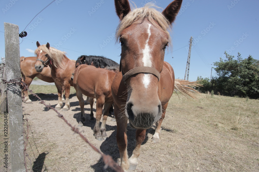 animal family outdoors - group of brown and white horses, standing on a green pasture by a wooden fence with barb wire, on a sunny summer day with blue sky