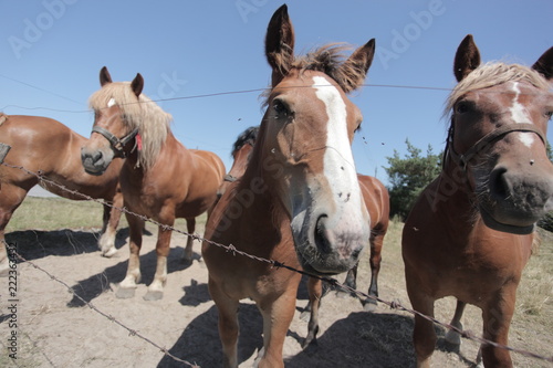 animal family outdoors - group of brown and white horses, standing on a green pasture by a wooden fence with barb wire, on a sunny summer day with blue sky