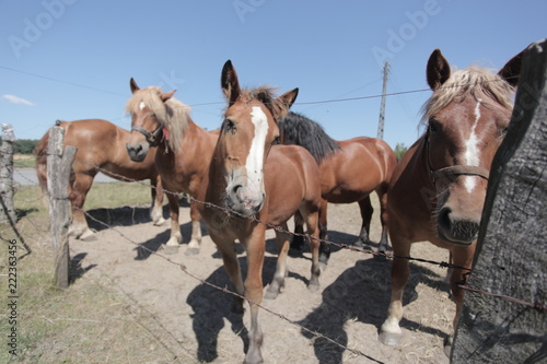 animal family outdoors - group of brown and white horses, standing on a green pasture by a wooden fence with barb wire, on a sunny summer day with blue sky