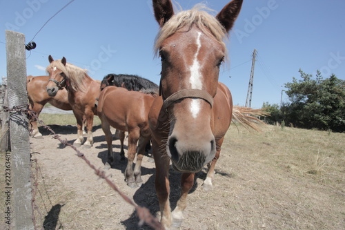 animal family outdoors - group of brown and white horses, standing on a green pasture by a wooden fence with barb wire, on a sunny summer day with blue sky