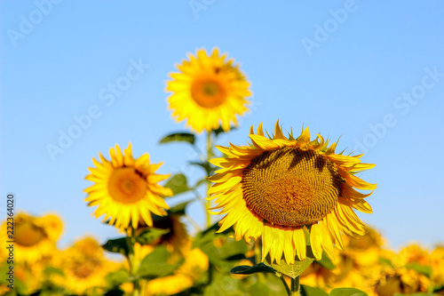 Fototapeta Naklejka Na Ścianę i Meble -  Blooming common sunflowers (Helianthus) in a sunflower field in a summer day