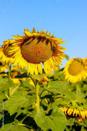 Fototapeta Naklejka Na Ścianę i Meble -  Closeup of a blooming common sunflower (Helianthus) in a sunflower field