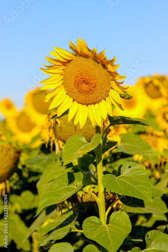 Fototapeta Naklejka Na Ścianę i Meble -  Closeup of a blooming common sunflower (Helianthus) in a sunflower field