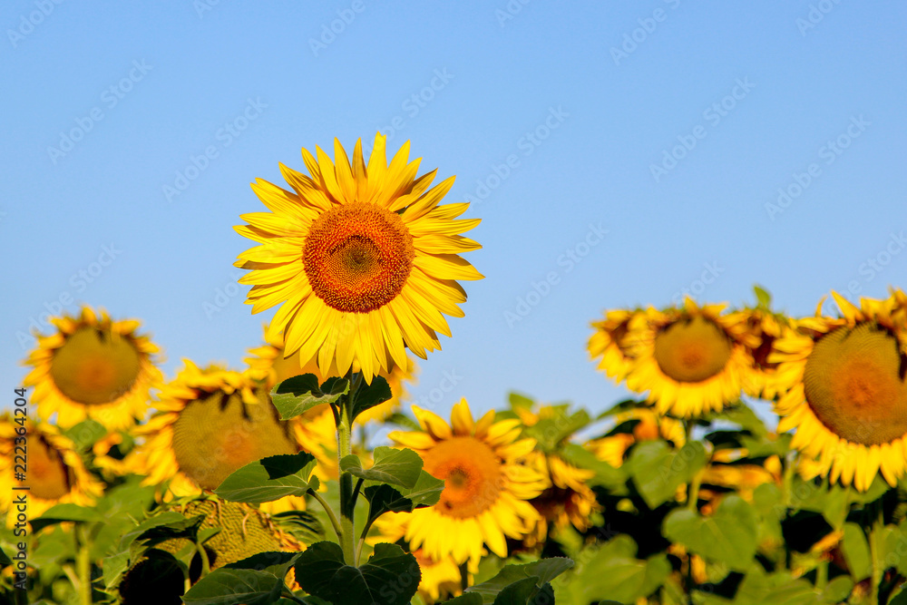 Blooming common sunflowers (Helianthus) in a sunflower field in a summer day Blooming common sunflowers (Helianthus) in a sunflower field in a summer day