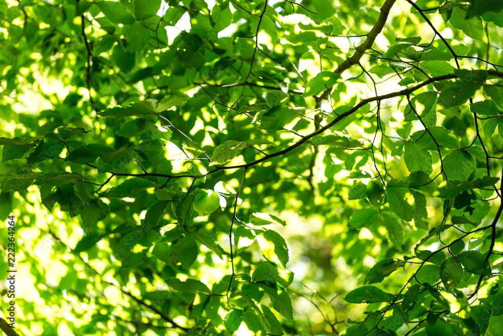 Green Leaves in a Forest