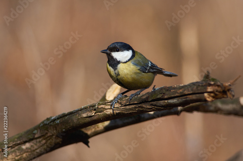 Great tit flew to the branch and looked directly into the camera lens.